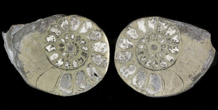 Pyritized Ammonite Fossil Pair #48059